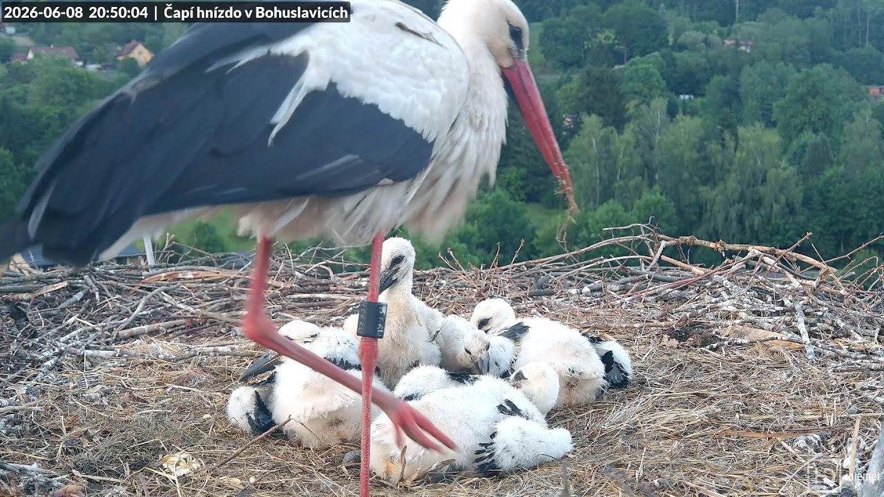 Webkamera Bohuslavice nad Úpou čapí hnízdo