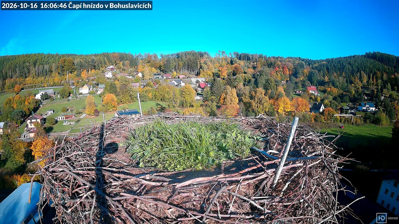 Bohuslavice nad Úpou čapí hnízdo