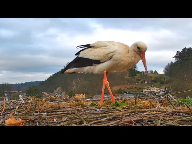 Webkamera Letohrad čapí hnízdo