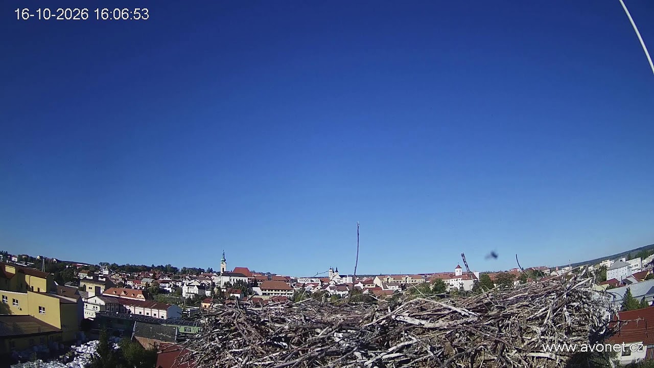 Uherský Brod čapí hnízdo