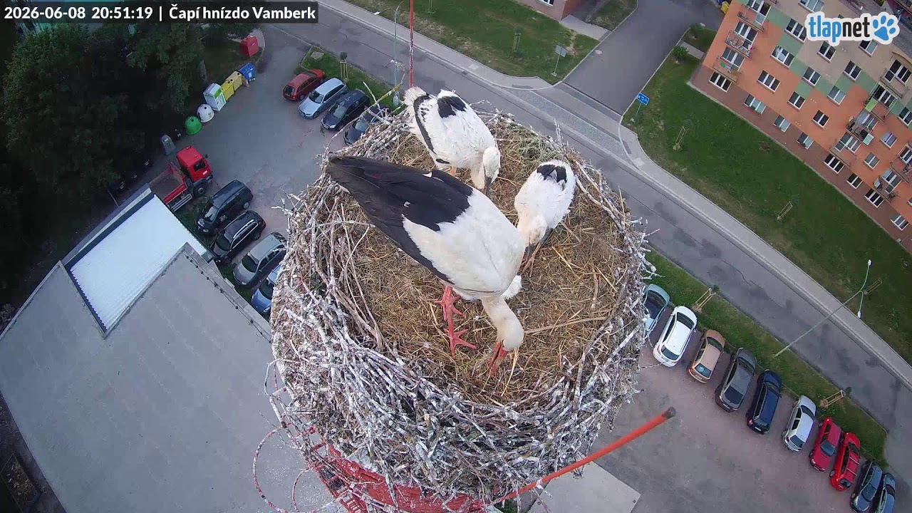 Vamberk čapí hnízdo webcam