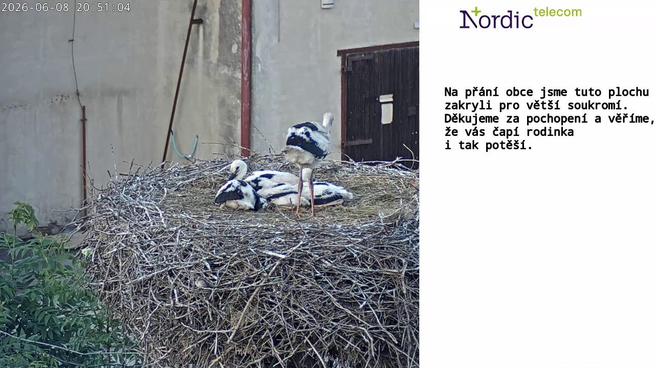 Webkamera Žichlínek čapí hnízdo